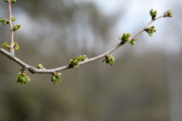 Opening buds of the gingko tree