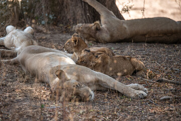 View of the lion family in South Luangwa National Park, Zambia, Africa