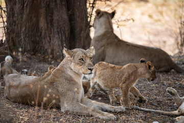View of the lion family in South Luangwa National Park, Zambia, Africa