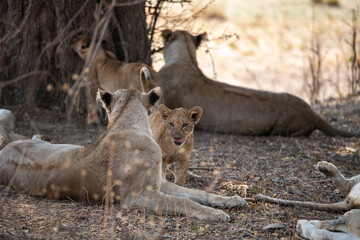 View of the lion family in South Luangwa National Park, Zambia, Africa