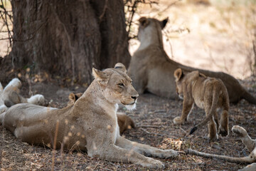 View of the lion family in South Luangwa National Park, Zambia, Africa