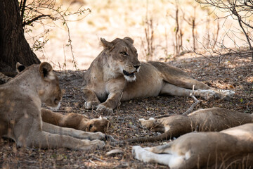 View of the lion family in South Luangwa National Park, Zambia, Africa