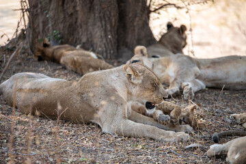 View of the lion family in South Luangwa National Park, Zambia, Africa