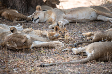 Fototapeta premium View of the lion family in South Luangwa National Park, Zambia, Africa