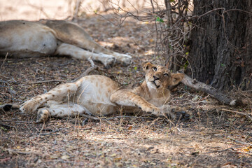 View of the lion family in South Luangwa National Park, Zambia, Africa
