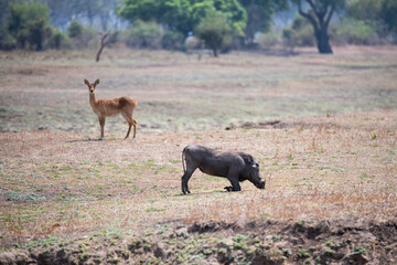 View of the warthog in South Luangwa National Park, Zambia, Africa