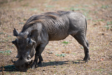 View of the warthog in South Luangwa National Park, Zambia, Africa