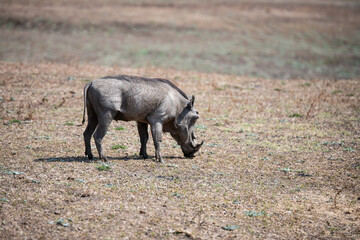 View of the warthog in South Luangwa National Park, Zambia, Africa