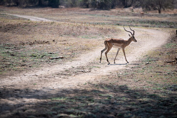 View of the Impala in South Luangwa National Park, Zambia, Africa