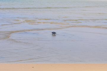 Egretta sacra or Eastern Reef Heron on the ocean shore on the island of Phuket