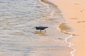 Egretta sacra or Eastern Reef Heron on the ocean shore on the island of Phuket