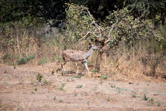 View of the gazel eating the leaf in South Luangwa National Park, Zambia, Africa
