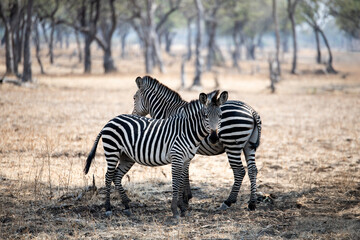 View of the zebra in South Luangwa National Park, Zambia, Africa