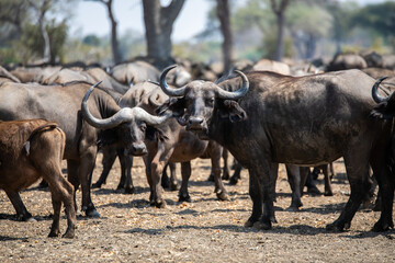 View of the buffalo in South Luangwa National Park, Zambia, Africa