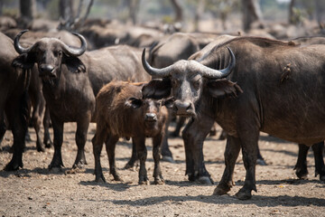 Fototapeta premium View of the buffalo in South Luangwa National Park, Zambia, Africa