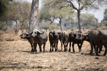 View of the buffalo in South Luangwa National Park, Zambia, Africa