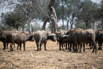 View of the buffalo in South Luangwa National Park, Zambia, Africa