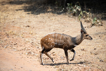 View of the buck on the ground in South Luangwa National Park, Zambia, Africa