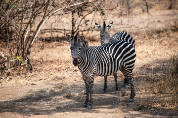 Obraz premium View of the zebra in South Luangwa National Park, Zambia, Africa