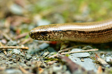 blindworm crossing snake wild nature animal