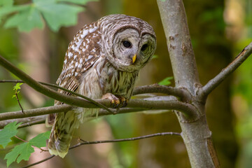 Barred Owl (Strix Varia) perched in a big leaf maple tree on a windy day watching for prey in the Pacific Northwest where they are considered an invasive species.