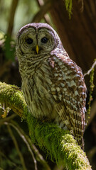 Barred Owl (Strix Varia) perched on a mossy branch with the sun glinting off its head in the...
