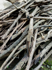 Close up of dry dead branch in the backyard