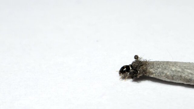 household casebearer case bearer crawling  on wall insect found in house hold dust extreme close up