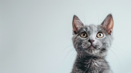 Interested gray kitten with curious expression on white backdrop