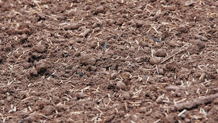 Grass Seeds on Freshly Seeded Lawn Soil Ground