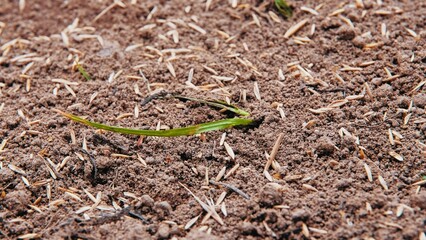 Grass Seeds on Freshly Seeded Lawn Soil Ground