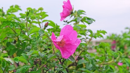 Wild Sweet Brier Rose Eglantine Plant with Pink Flowers and Unripe Fruits