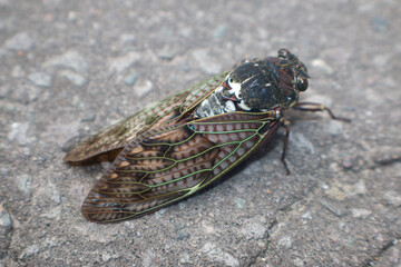 Large cicada insect resting on gray tarmac