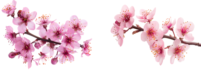 set of pink sakura or cherry blossom flower isolated on transparent background, sakura flower cutout