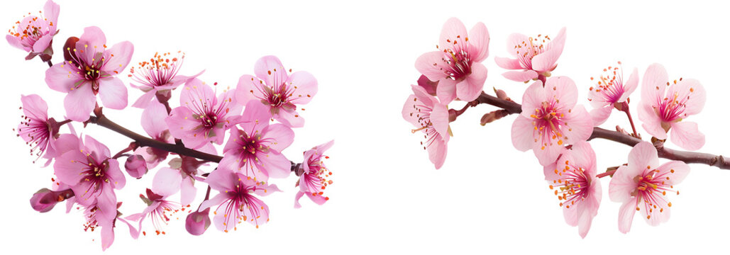 set of pink sakura or cherry blossom flower isolated on transparent background, sakura flower cutout