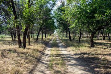 path in the grove