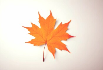 Fototapeta premium An orange maple leaf on a light background
