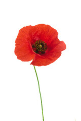 Obraz premium Vibrant Red Poppy Flower Isolated on White. Remembrance day.