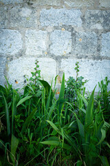 green ivy on wall background