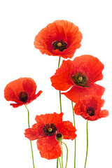 Obraz premium Vibrant Red Poppies Isolated on White