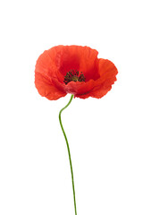 Single Red Poppy Flower Isolated on White