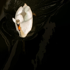 White Swan Swims In Dark Waters