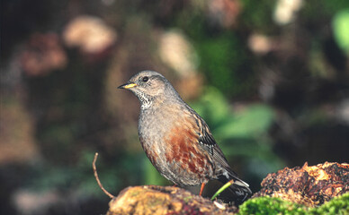 deaf, Prunella collaris sordone, 