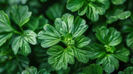 Close up of the green leaves of indoor geranium plants