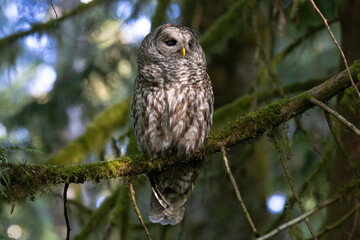 Barred Owl (Strix Varia) perched on a mossy branching looking up into the sunlight in the Pacific Northwest where they are considered an invasive species.