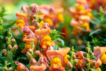 Orange and pink Snapdragons exude warmth and cheerfulness with their fiery hue