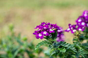 Purple verbena plants are vibrant, vigorous, and versatile and bloom all season