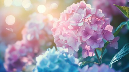 Obraz premium Hydrangea blossoms in full bloom outdoors