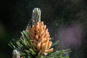 Fototapeta premium A huge amount of pine pollen flies in the air.