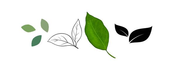 Beautiful vector shapes of leaves